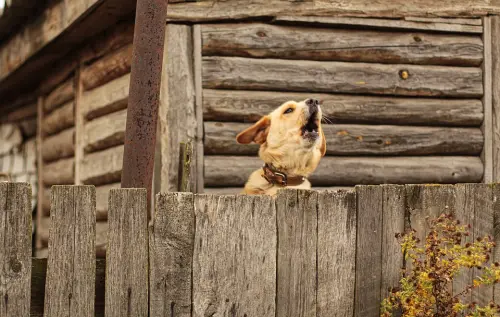 Costruire una recinzione per cani nel proprio giardino