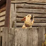 Costruire una recinzione per cani nel proprio giardino