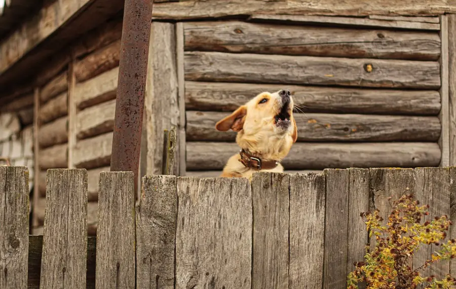 Costruire una recinzione per cani nel proprio giardino