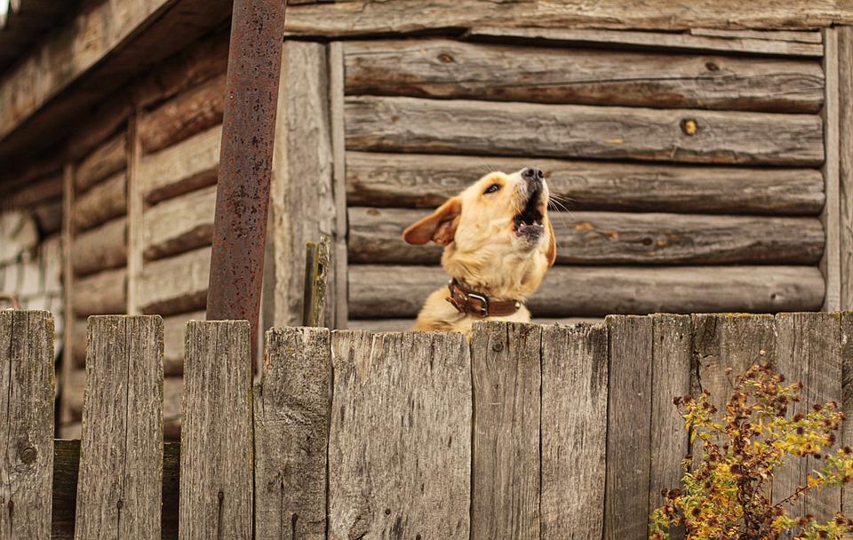 Costruire una recinzione per cani nel proprio giardino