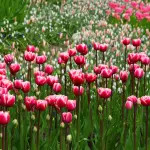 Piante tossiche: Fai attenzione anche in casa