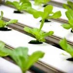 Coltivazione indoor, caratteristiche e quali sono le fasi principali