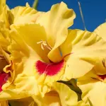 Guida alla coltivazione del gladiolo