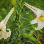 Come piantare i bulbi in vaso e in giardino
