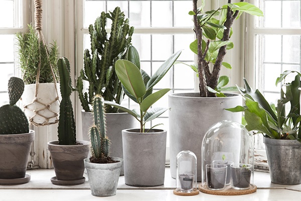 Piante in casa, attenti all’umidità