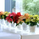 Stella di Natale, come farla durare tutto l'anno