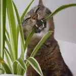 Piante ed animali in casa, attenti ai rischi