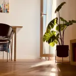 Piante che purificano l'aria di casa: guida pratica