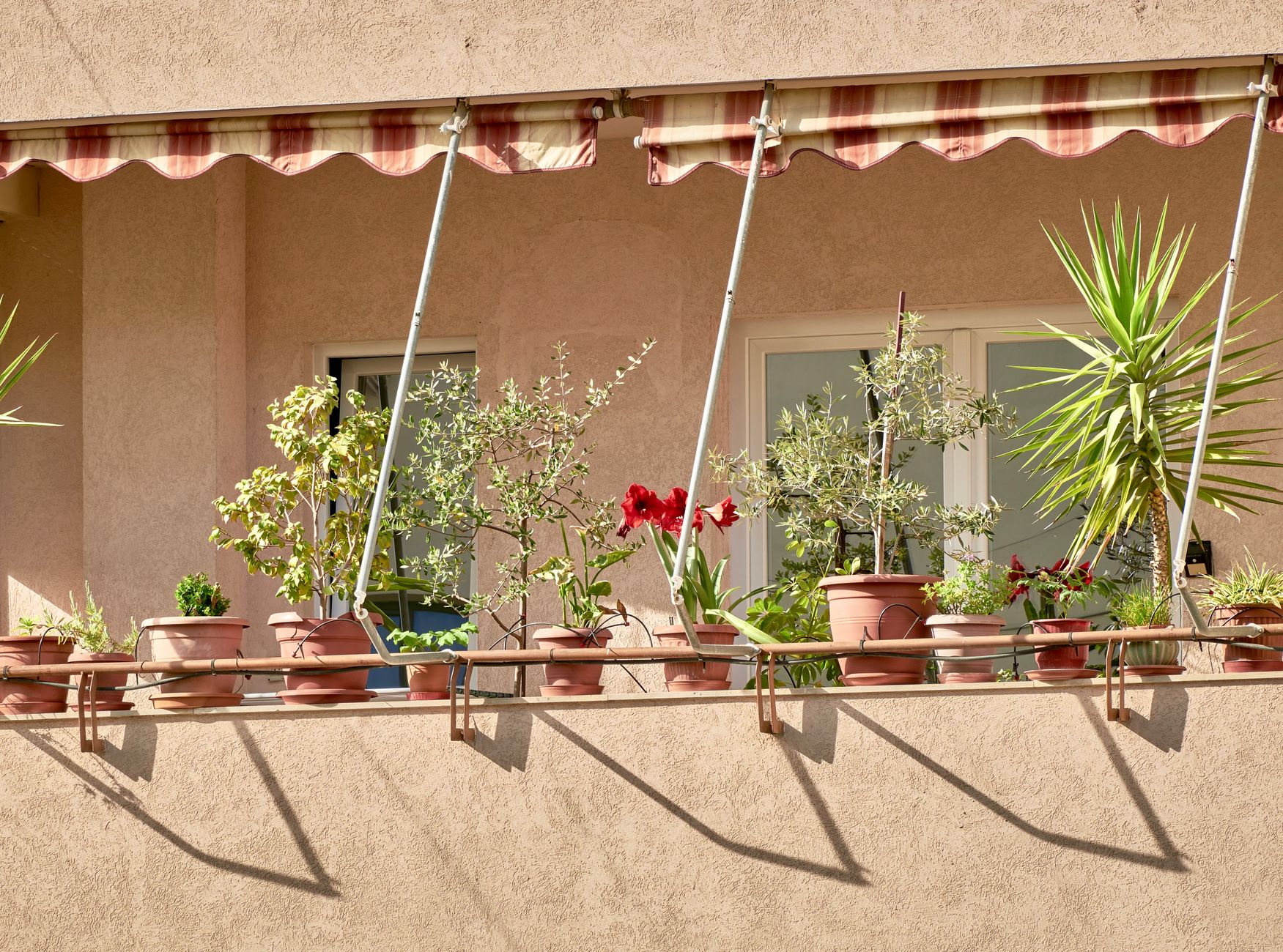 Piante da balcone perenni: guida completa 2026