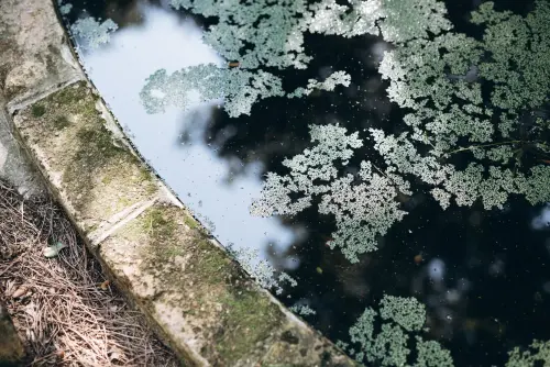 Laghetto da Giardino: Progettazione e Cura