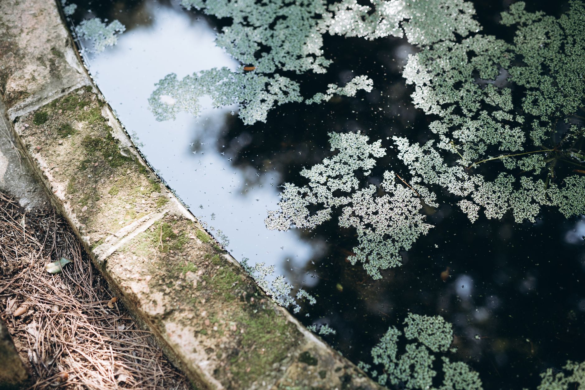 Laghetto da Giardino: Progettazione e Cura