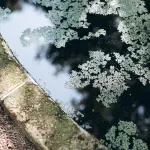 Laghetto da Giardino: Progettazione e Cura