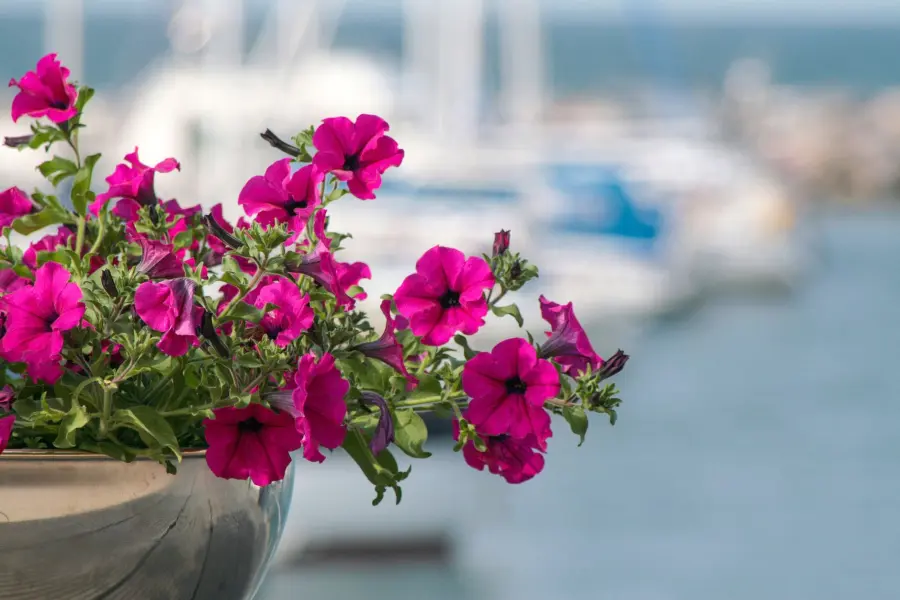 Surfinie sul balcone: guida alla coltivazione
