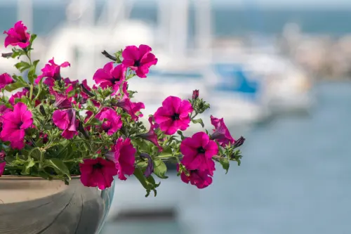 Surfinie sul balcone: guida alla coltivazione
