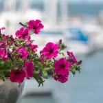 Surfinie sul balcone: guida alla coltivazione