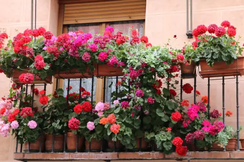Fiori per balcone inverno: specie e gestione