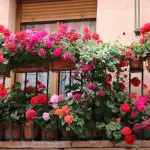 Fiori per balcone inverno: specie e gestione