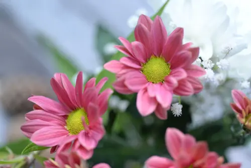 Fiori da balcone resistenti al sole pieno