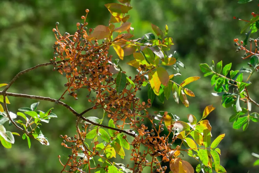 Pianta di pistacchio in vaso: guida alla coltivazione