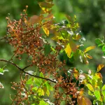 Pianta di pistacchio in vaso: guida alla coltivazione