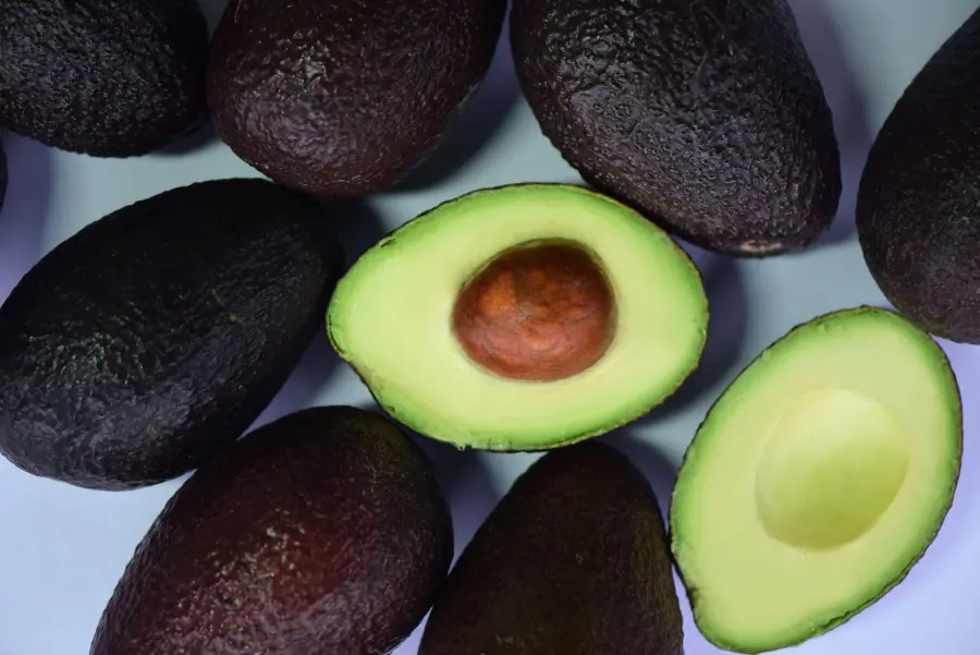 Avocado pianta: dal nocciolo al vaso in 5 fasi