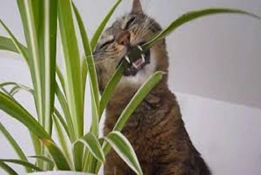 Piante ed animali in casa, attenti ai rischi