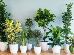 Piante in casa