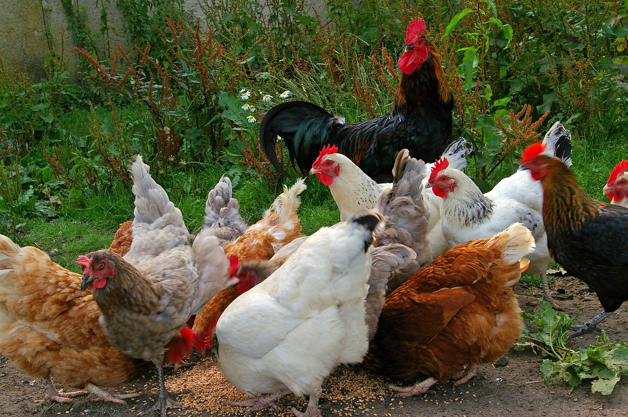 Come insegnare alle galline a deporre l'uovo nel nido - 100casa